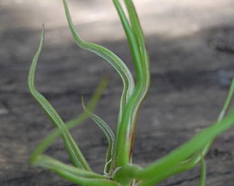 Tillandsia bulbosa Air Plant
