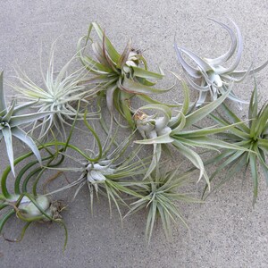 May include: A collection of seven air plants in various sizes and shapes, with long, thin leaves in shades of green and gray. The plants are arranged on a light gray concrete surface.
