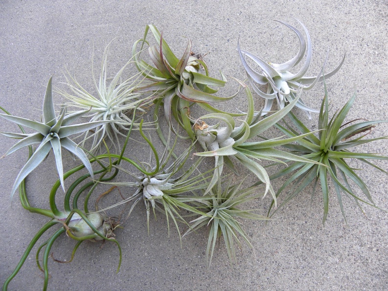 May include: A collection of seven air plants in various sizes and shapes, with long, thin leaves in shades of green and gray. The plants are arranged on a light gray concrete surface.