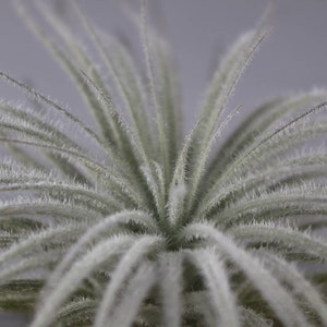 Tillandsia Tectorum fuzzy air plant