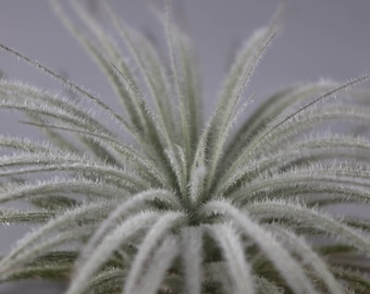 Planta de aire difuso Tillandsia Tectorum