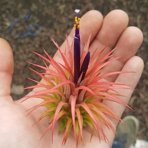 10 pack Tillandsia Ionantha Rubra air plant 10 pack sale