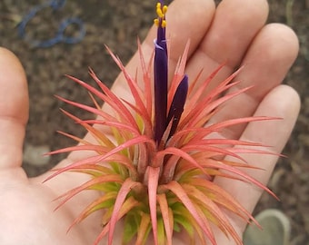 Tillandsia Ionantha Rubra Air Plant - 10 Pack
