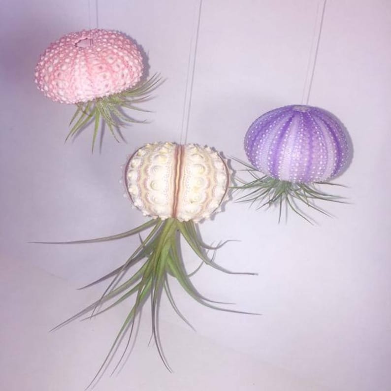 May include: Three air plants are displayed in a hanging arrangement. The plants are growing in pink, white, and purple sea urchin shells. The shells are suspended from the ceiling with string.