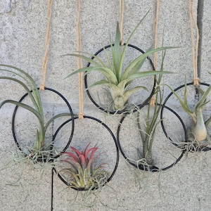Hanging Air Plant Rings