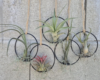 Hanging Air Plant Rings