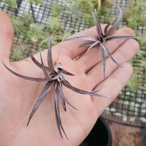 tillandsia capitata dominicaanse republiek klein/middelgroot