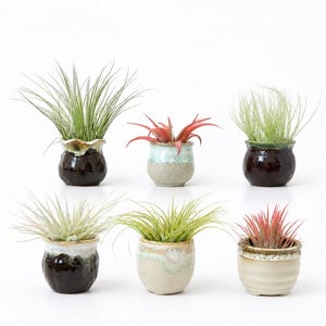 May include: Six small ceramic pots containing various air plants. The pots feature diverse glazes including dark brown, speckled beige, and light blue-green. The plants have thin, spiky leaves in shades of green and reddish-pink, arranged in two rows.