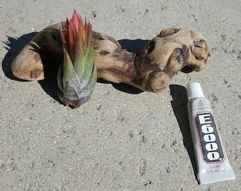 Kit fai da te per piante aeree: espositore in legno d'uva, tillandsia, muschio e colla