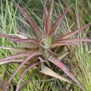 10 pack Tillandsia Brachycaulos air plant