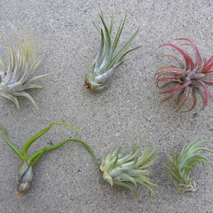 Air Plant Variety Pack: Tillandsia Terrarium Plants, Wedding Favors