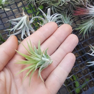 Tillandsia Ionantha Rubra air plant