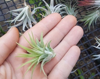 Tillandsia Ionantha Rubra air plant