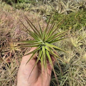 Tillandsia Stricta Inverta