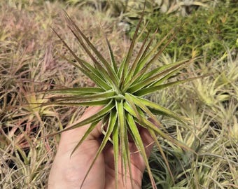 Tillandsia estricta inverta
