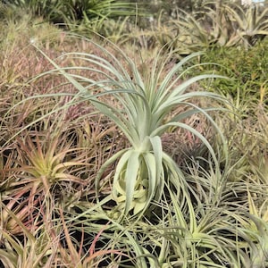 Tillandsia Gardneri Fuzzy Air Plant