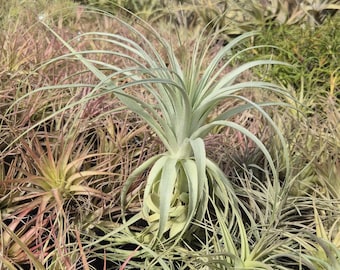 Xeric Air Plant Variety Mix - Tillandsia - Set of 10 - Etsy