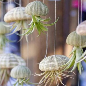 May include: A collection of air plants hanging from the ceiling in decorative sea urchin shells. The plants are green and the shells are white and beige.