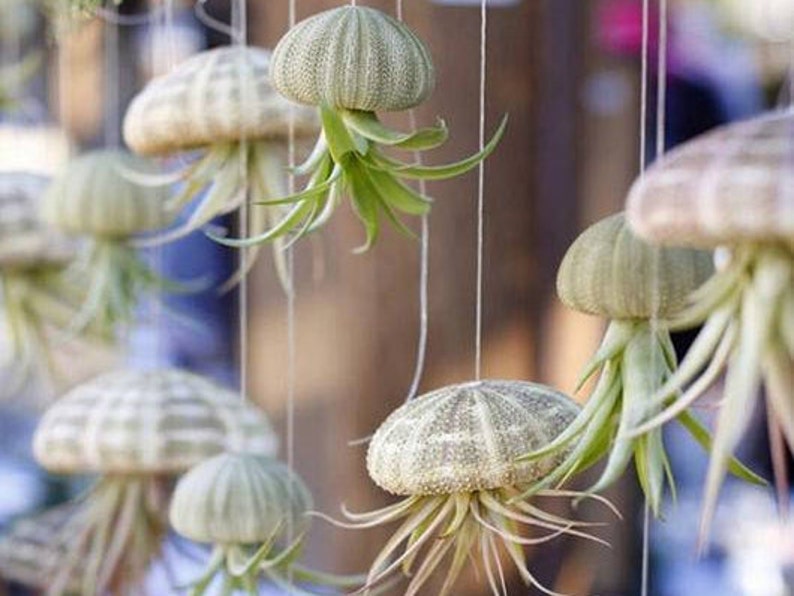 May include: A collection of air plants hanging from the ceiling in decorative sea urchin shells. The plants are green and the shells are white and beige.