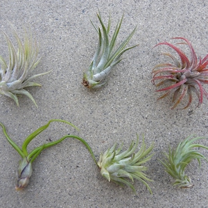 May include: Six air plants of different varieties and colors, including green, red, and white, are arranged on a gray textured surface.