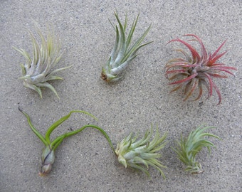 Tillandsia Lucille T. Ehlersiana X T Streptophylla Air Plant Tillandsia Lucille T. Ehlersiana X T Streptophylla Air Plant