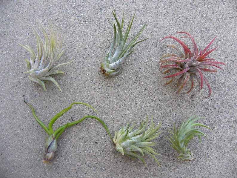 May include: Six air plants of different varieties and colors, including green, red, and white, are arranged on a gray textured surface.
