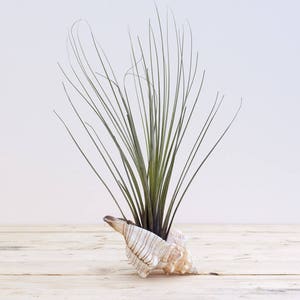 tillandsia juncea