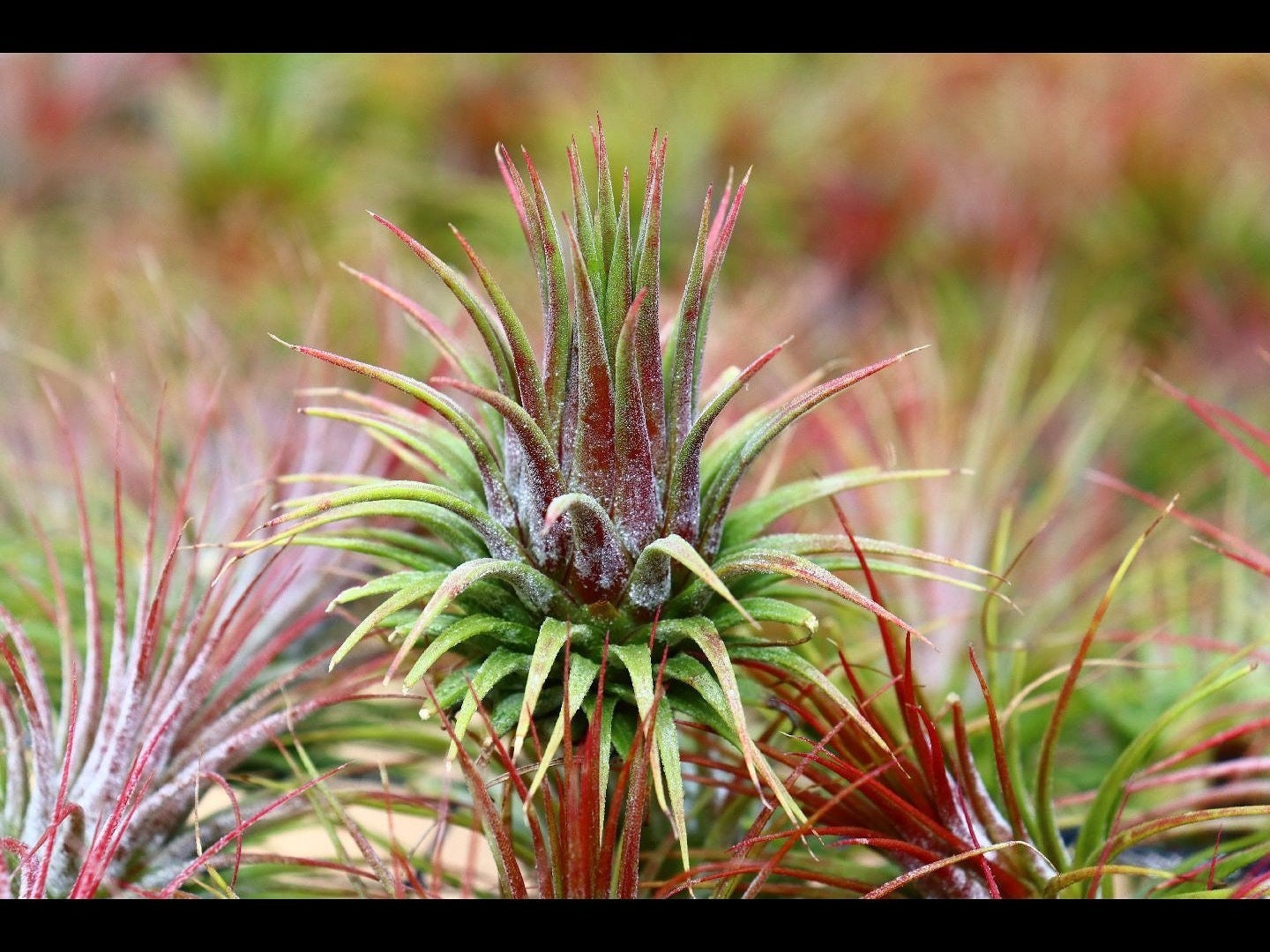 チランジア イオナンタ グアテマラ エアプラント 10 パック - Etsy 日本