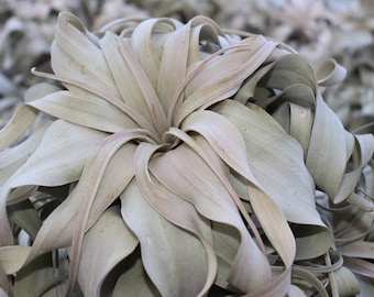 Tillandsia Xerographica large ariplant