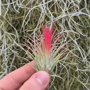 Tillandsia ionantha &#39;Fuego&#39;