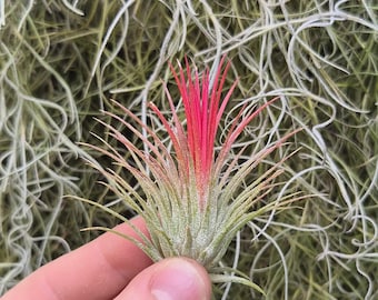 Tillandsia ionantha 'Fuego'