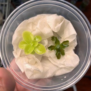 Pinguicula Gigantea and Rotundiflora - Carnivorous Butterwort 2 Pack