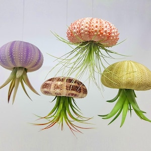 Hanging sea urchin air plant jelly fish