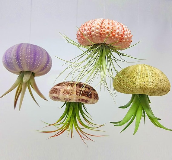Hanging sea urchin air plant jelly fish