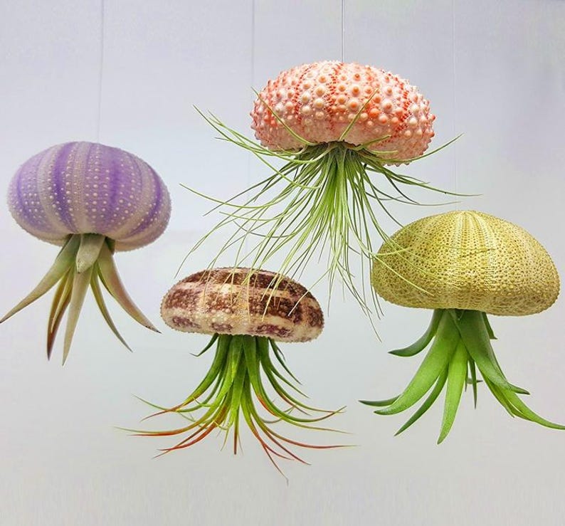 May include: Four air plants are displayed in a hanging arrangement. Each plant is suspended from the ceiling using a string and is housed in a different colored sea urchin shell. The shells are purple, orange, brown, and green.