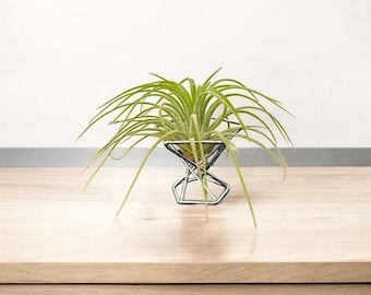 Mini Metal Plant Stand: Boho Air Plant Holder
