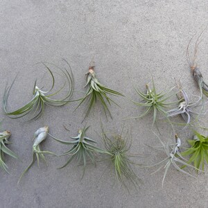 May include: A collection of nine air plants, also known as tillandsia, arranged on a light gray surface. The plants are various shades of green and have long, thin leaves.