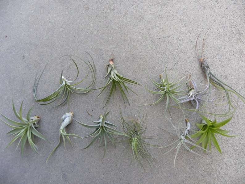 May include: A collection of nine air plants, also known as tillandsia, arranged on a light gray surface. The plants are various shades of green and have long, thin leaves.