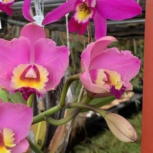 Tissue culture Laeliocattleya plantlets