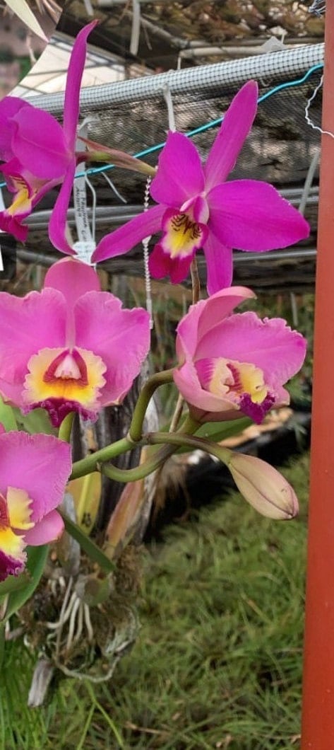 Tissue culture Laeliocattleya plantlets