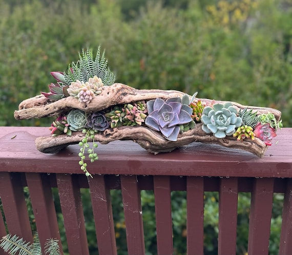 Natural Grapewood Planter  Unique Driftwood Succulent Display, Rustic Wood  Centerpiece, or Air Plant Holder (no Plants Included) - Etsy Israel