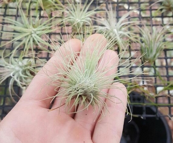 indoor agave plant Agave Pot, The Feathered Farmhouse  The Feathered Farmhouse