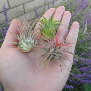Ionantha Air plant pack, 3 5, 10, tillandsia air plants Air Plant Ionantha Pack, Air Plant Terrarium Plants Bulk Air Plants, Tillandsia