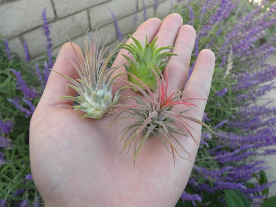 Ionantha Air Plant Variety Pack: Tillandsia Terrarium Plants