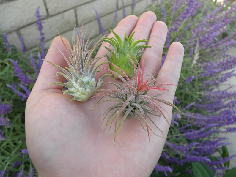 Pode incluir: Tr&ecirc;s plantas a&eacute;reas em uma m&atilde;o. As plantas a&eacute;reas s&atilde;o verdes, rosa e brancas. As plantas a&eacute;reas est&atilde;o em uma m&atilde;o com um fundo rosa claro.