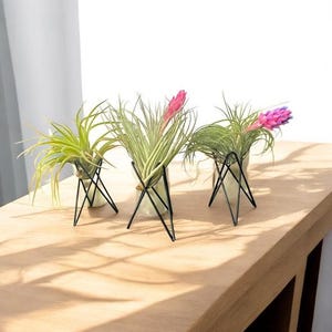 Geometric Air Plant Stand: Modern Metal Tillandsia Holder