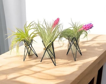 Geometric Air Plant Stand: Modern Metal Tillandsia Holder