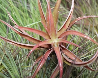 Paquete de 10 Tillandsia Capitata Planta de aire de melocotón