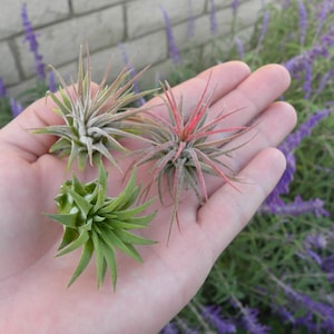 Pode incluir: Quatro plantas a&eacute;reas em uma m&atilde;o. As plantas s&atilde;o verdes, rosa e brancas. As plantas s&atilde;o pequenas e t&ecirc;m folhas longas e finas.