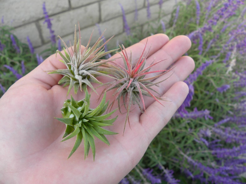 Pode incluir: Quatro plantas a&eacute;reas em uma m&atilde;o. As plantas s&atilde;o verdes, rosa e brancas. As plantas s&atilde;o pequenas e t&ecirc;m folhas longas e finas.